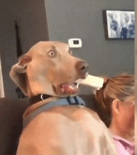 ec0b2aad9d3461e84a3fb395a31d71a7.gif